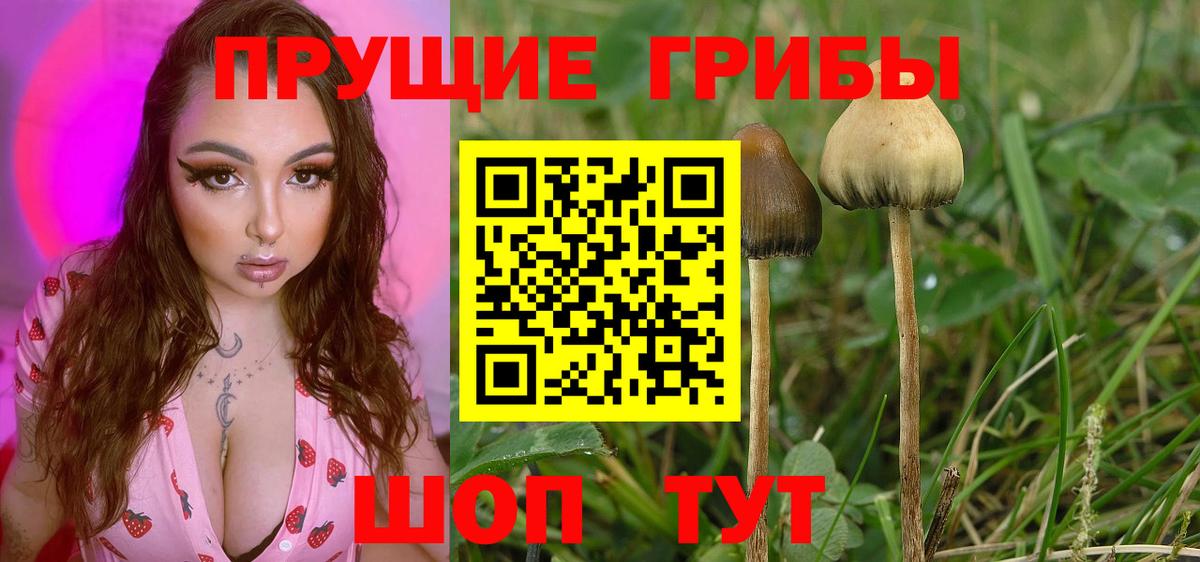 Тимашёвск  закладка  Вход с VPN  Галлюциногенные грибы Psilocybine cubensis  Псилоцибиновые грибы Magic Shrooms 